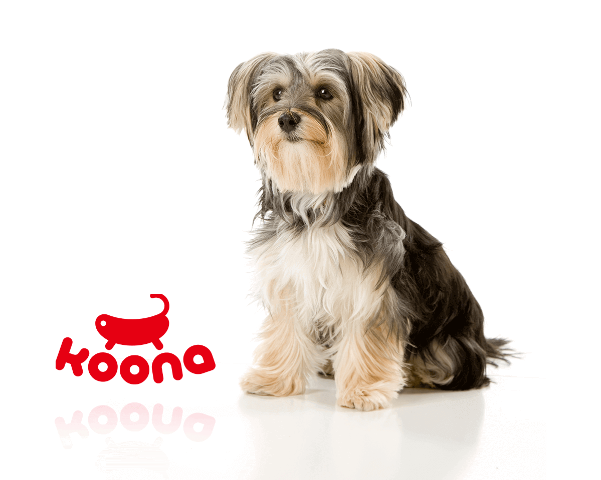 KOONA-1-e1718342300403